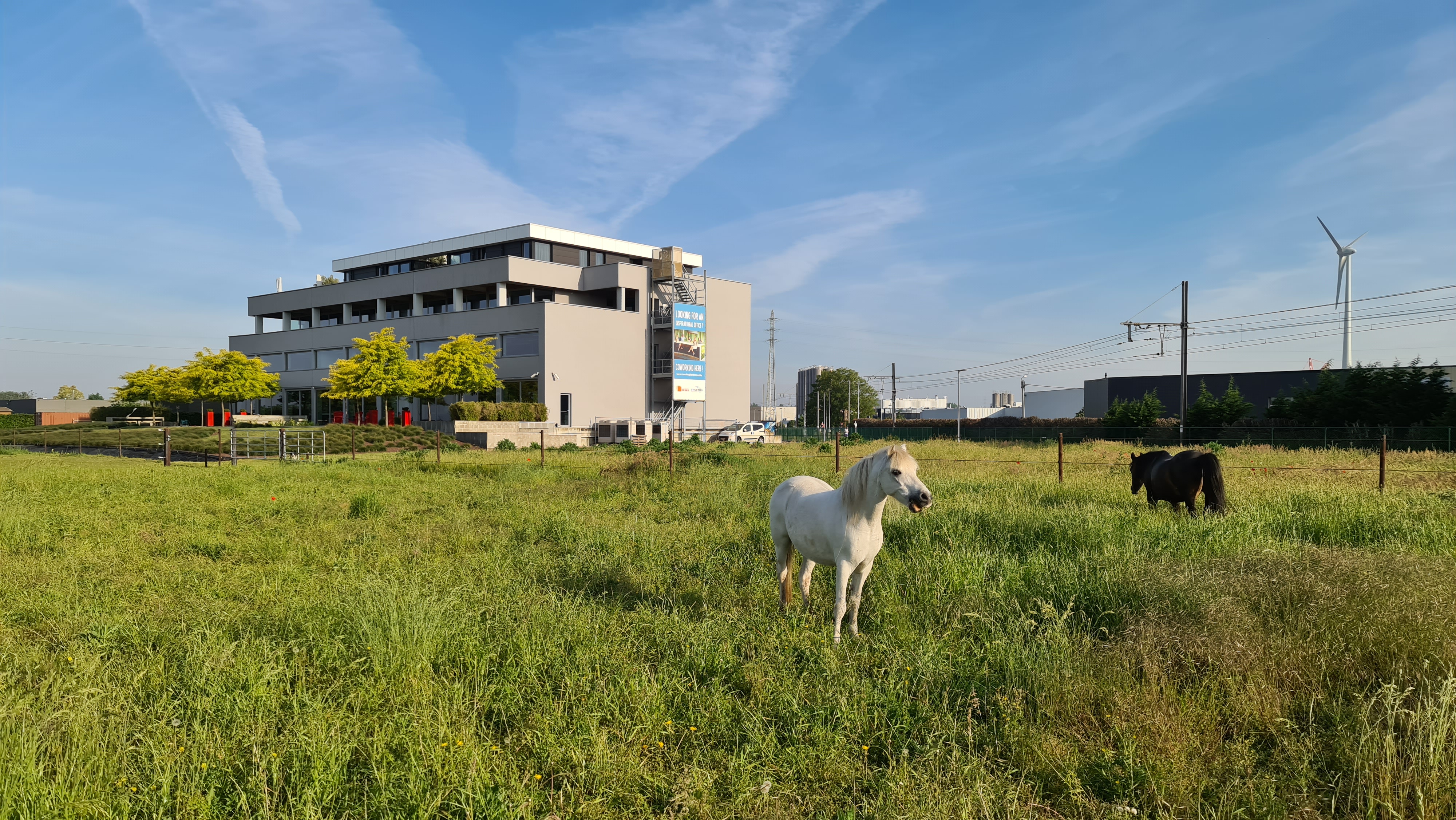 Pony’s in de weide naast Syneton Building in Bornem